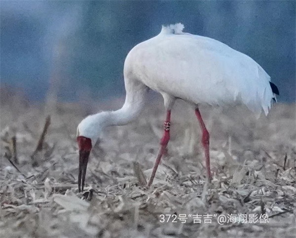 �ƶ����Ź���,����Ұ������׷��,��������׷����,����׷����