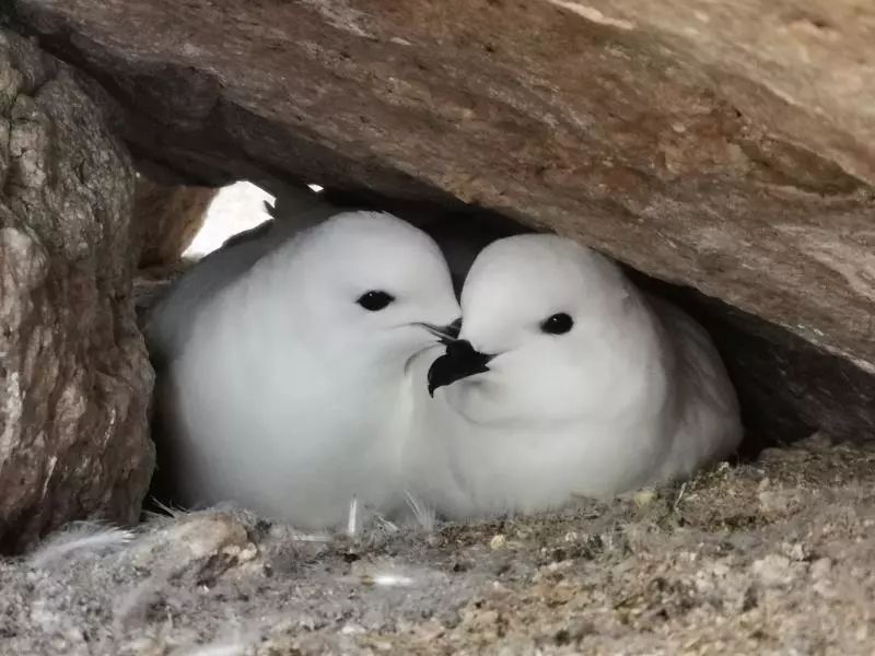 �ƶ����Ź���,����Ұ������׷��,��������׷����,����׷����