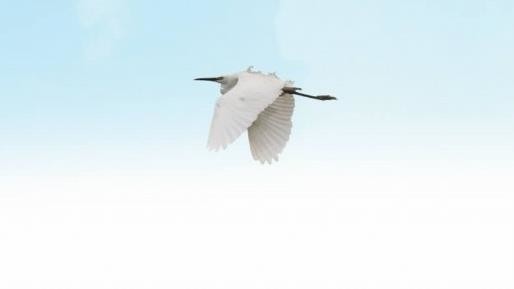 �ƶ����Ź���,����Ұ������׷��,��������׷����,����׷����