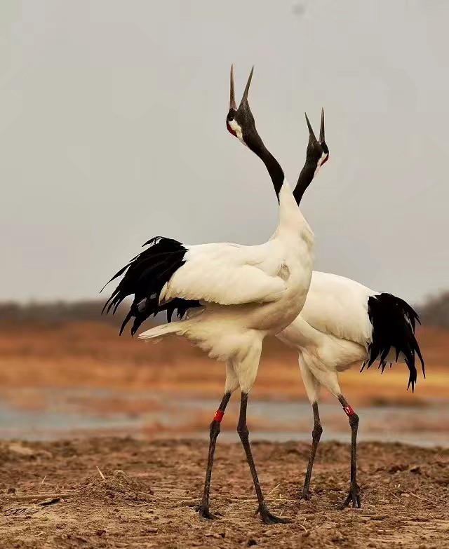 ���������Ͳ�,�Ͳ���,�Ͳ��,����ʱ���,�����,�Ͳ����Ǯ,�Ͳ�������,�Ͳ������