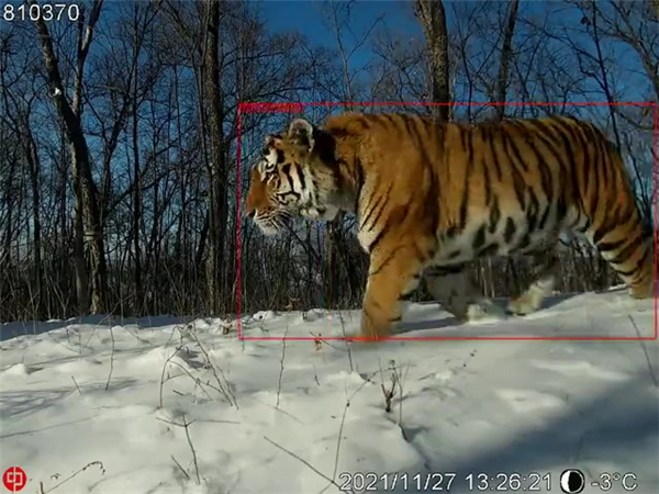 云顶集团官网,湖南野生动物追踪,湖南卫星追踪器,湖南追踪器 云顶集团官网,湖南野生动物追踪,湖南卫星追踪器,湖南追踪器