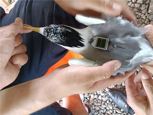 �ƶ����Ź���,����Ұ������׷��,��������׷����,����׷����