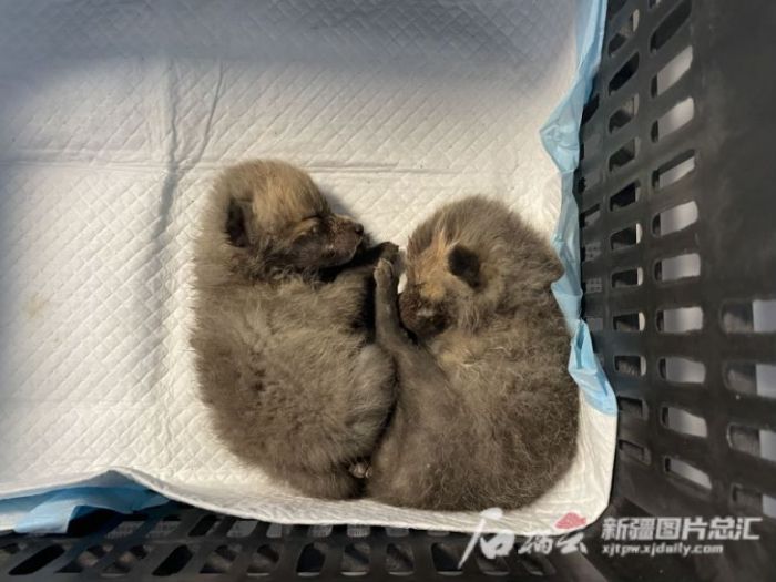 �ƶ����Ź���,����Ұ������׷��,��������׷����,����׷����