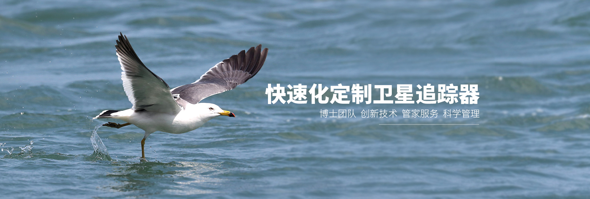 ÔÆ¶¥¼¯ÍŹÙÍø_ºþÄÏÒ°Éú¶¯Îï×·×Ù|ºþÄÏÎÀÐÇ×·×ÙÆ÷ ÔÆ¶¥¼¯ÍŹÙÍø_ºþÄÏÒ°Éú¶¯Îï×·×Ù|ºþÄÏÎÀÐÇ×·×ÙÆ÷